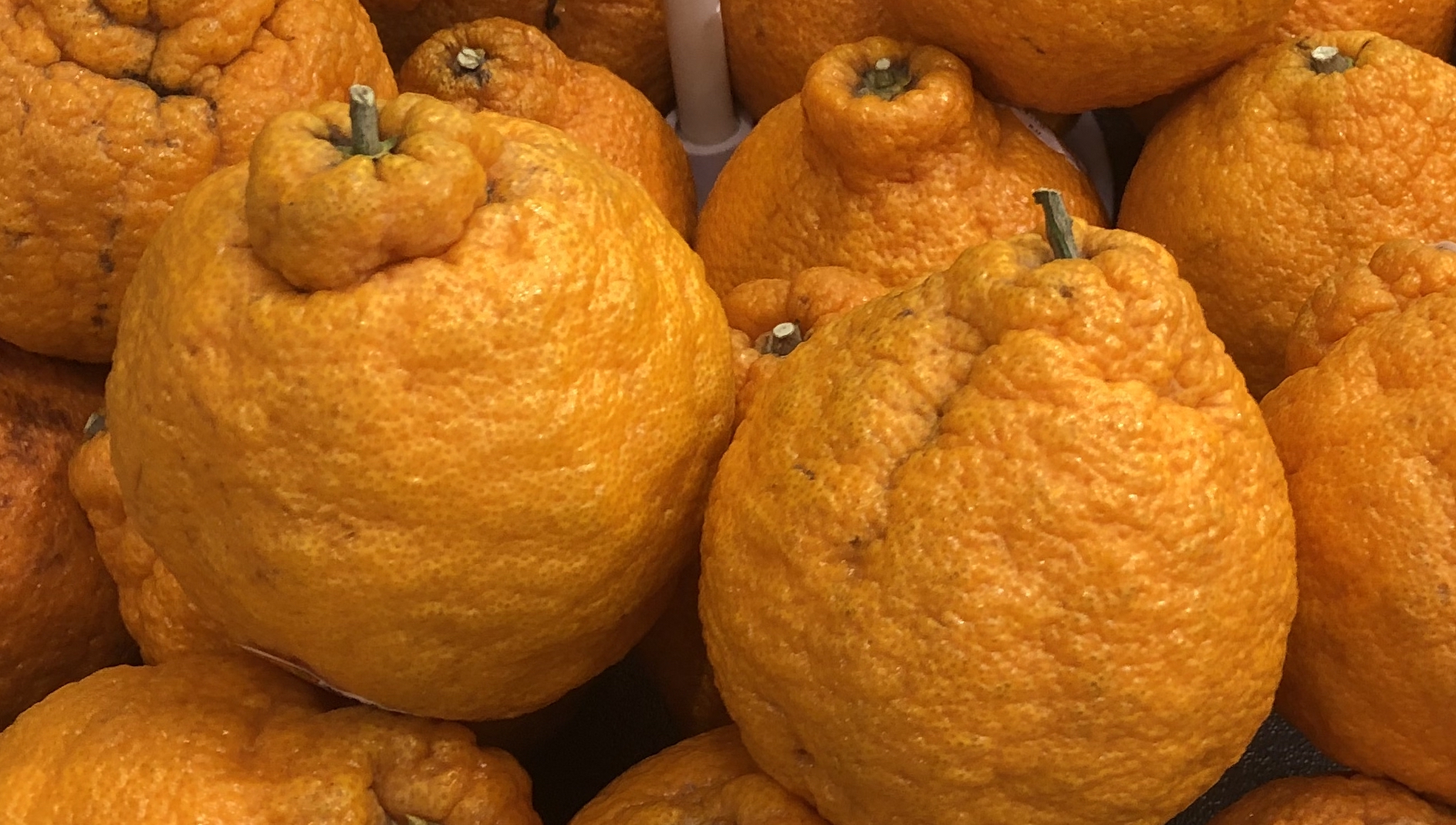 Sumo Citrus